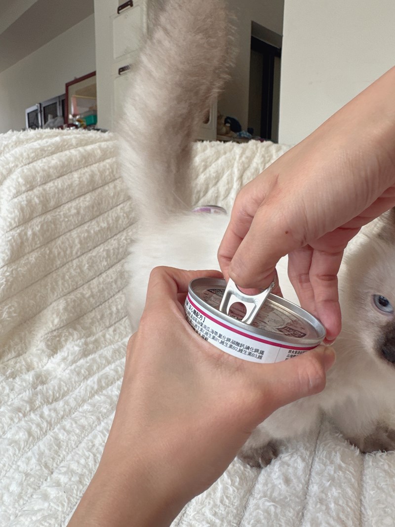 女人知己試用大隊,口碑行銷,部落客行銷,PURRFACT 波菲特貓用主食罐,主食罐,PURRFACT波菲特,貓主食罐,貓罐,PURRFACT波菲特貓用主食罐,魚肉蔓越莓主食罐,鮮嫩雞主食罐,鹿肉雞肉主食罐,牛肉鵪鶉貓主食罐,干貝蠶蛹配方,鱷魚肉白木耳配方,雞肉魚肉配方,安心鶉配方,評價,體驗,適口性佳,心得,成貓適用,高齡貓適用,質地是慕絲狀